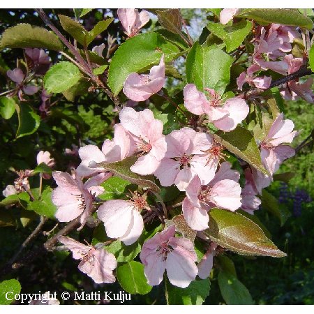 Malus Purpurea-Ryhm 'Roosa'